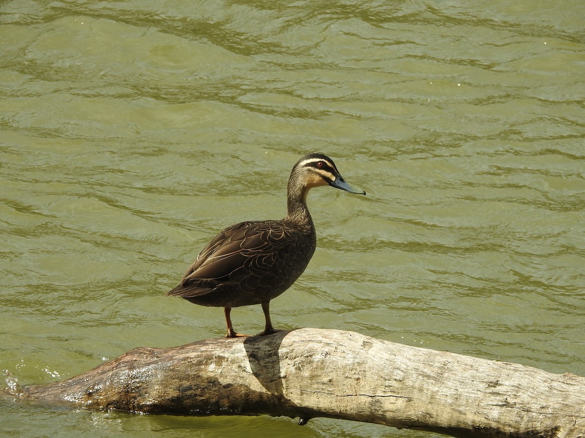 Pacific Black Duck - ML627846704