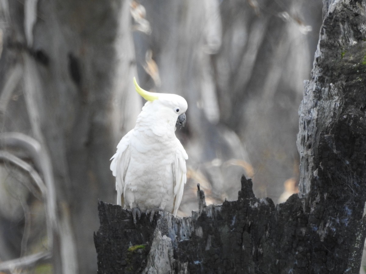 Sulphur-crested Cockatoo - ML627846709