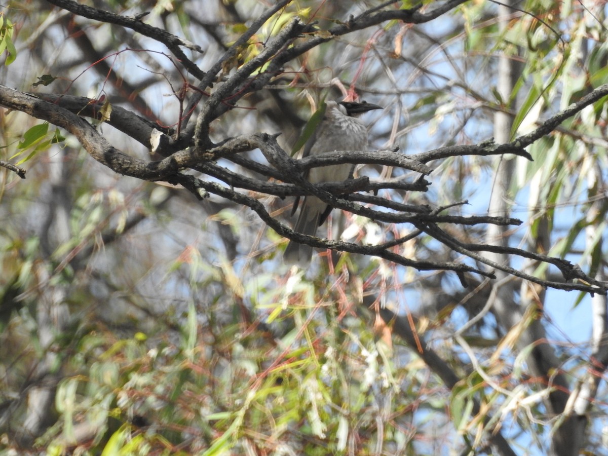 Noisy Friarbird - ML627846710