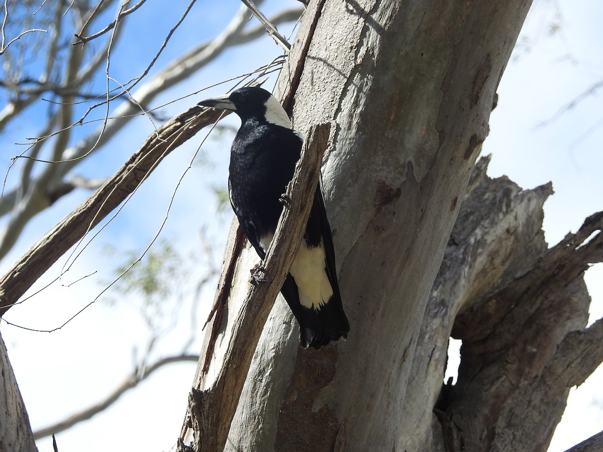 Australian Magpie - ML627846731
