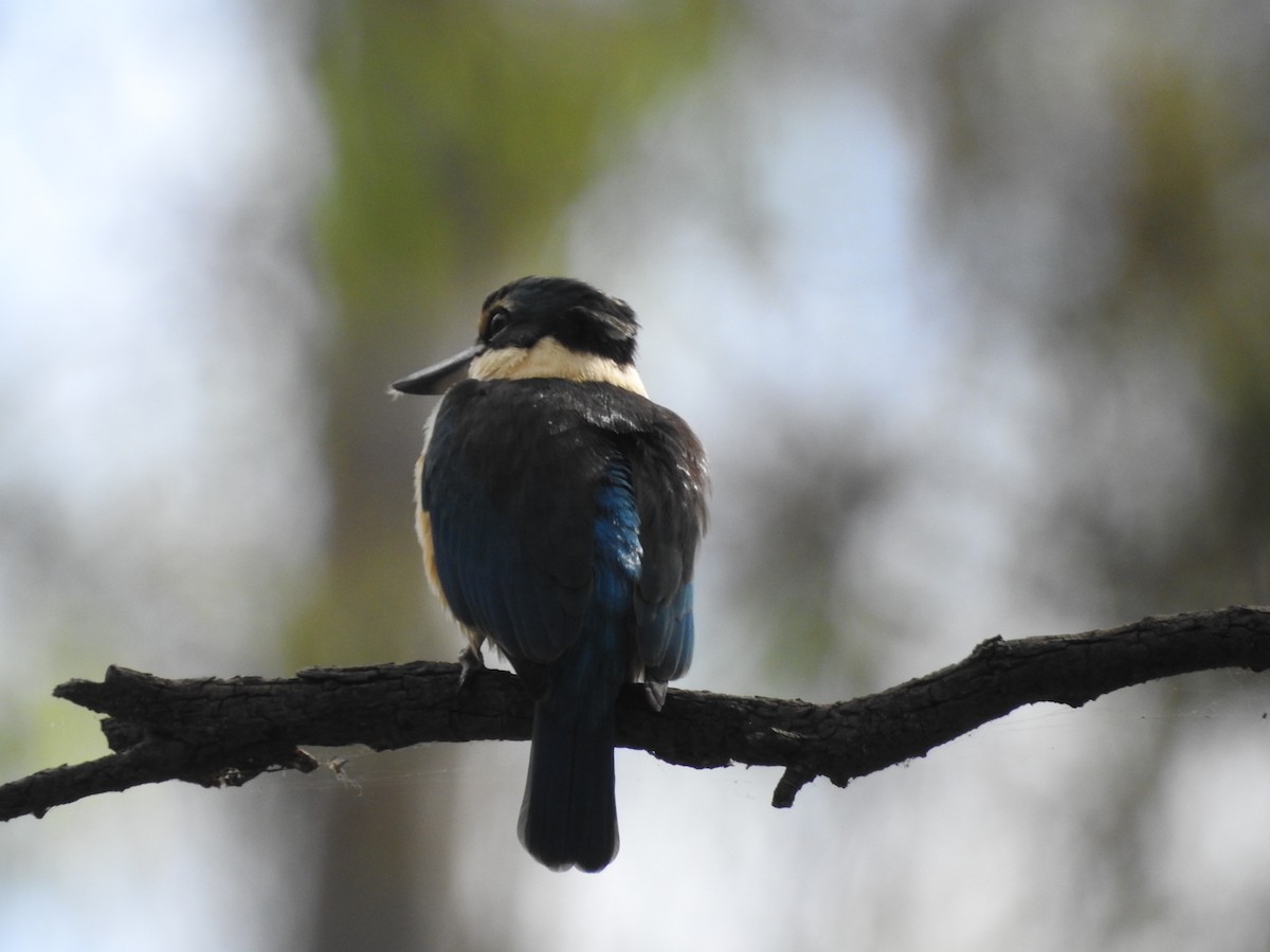 Sacred Kingfisher - ML627846735
