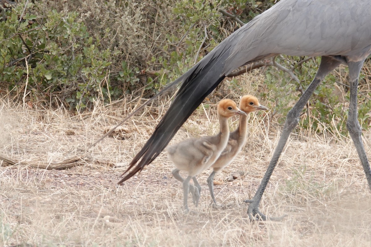 Blue Crane - ML627846774