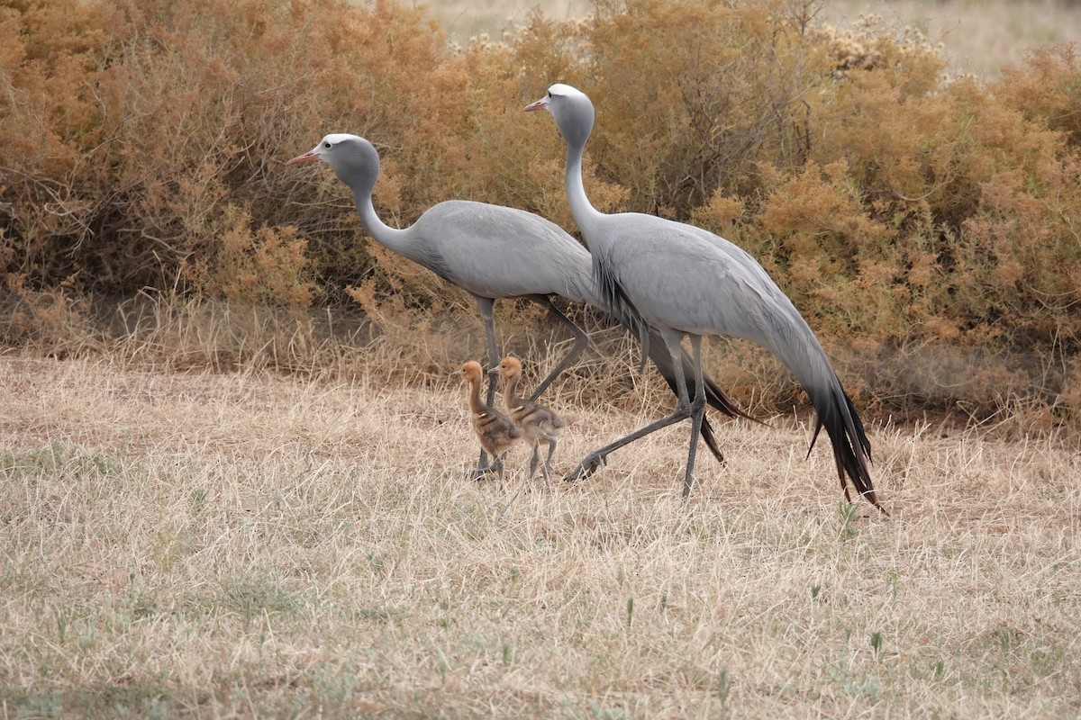 Blue Crane - ML627846775