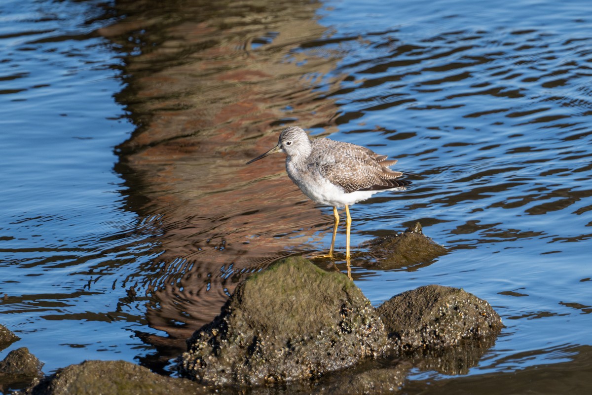 Greater Yellowlegs - ML627846787