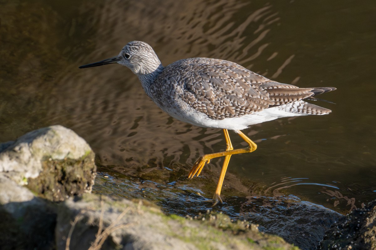 Greater Yellowlegs - ML627846788