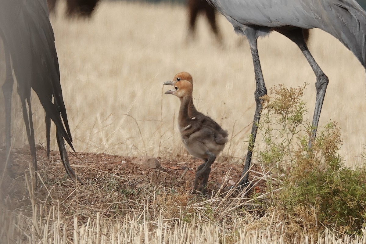 Blue Crane - ML627846827