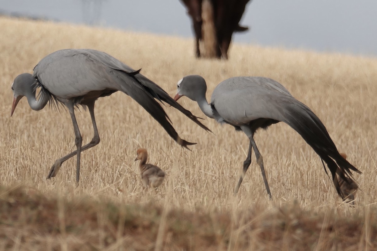 Blue Crane - ML627846828