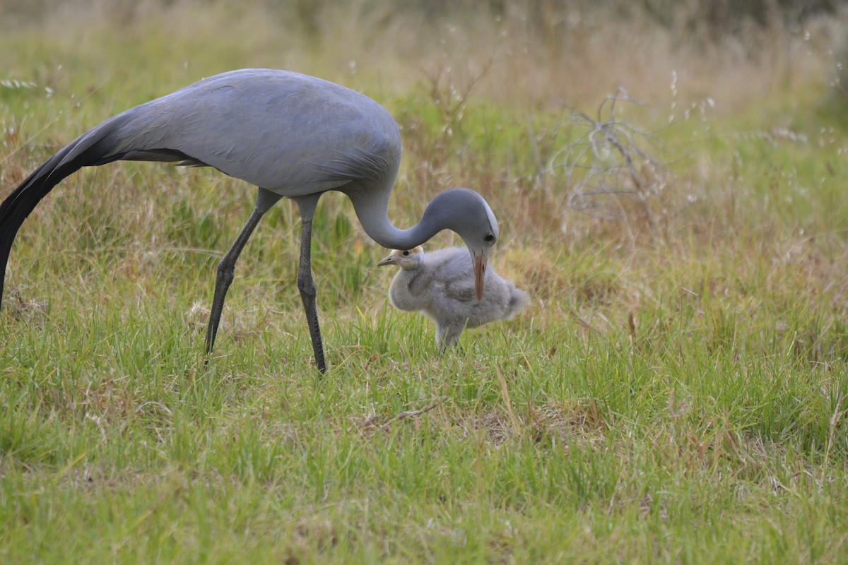 Blue Crane - ML627846894