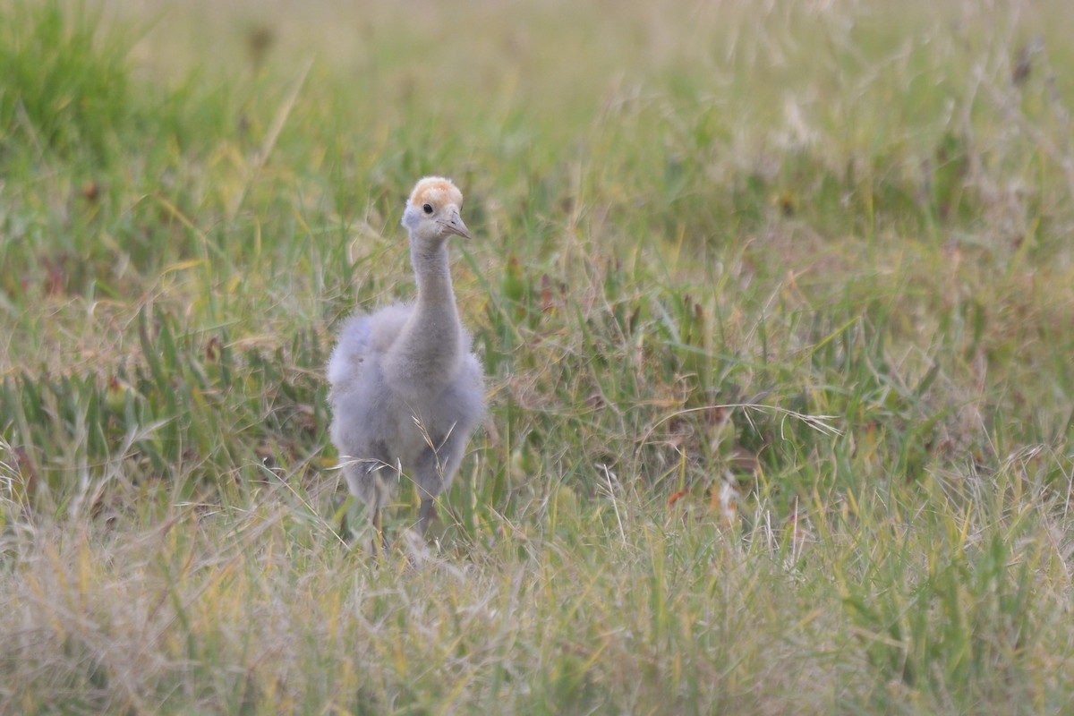 Blue Crane - ML627846895