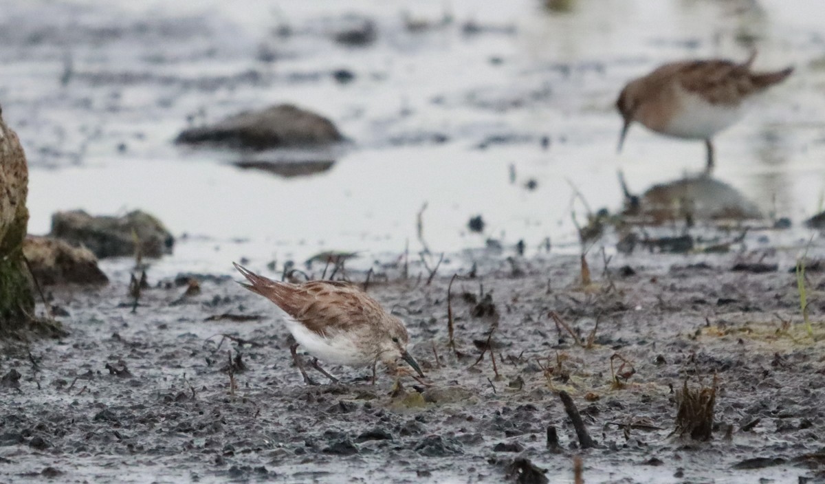 White-rumped Sandpiper - ML627846970