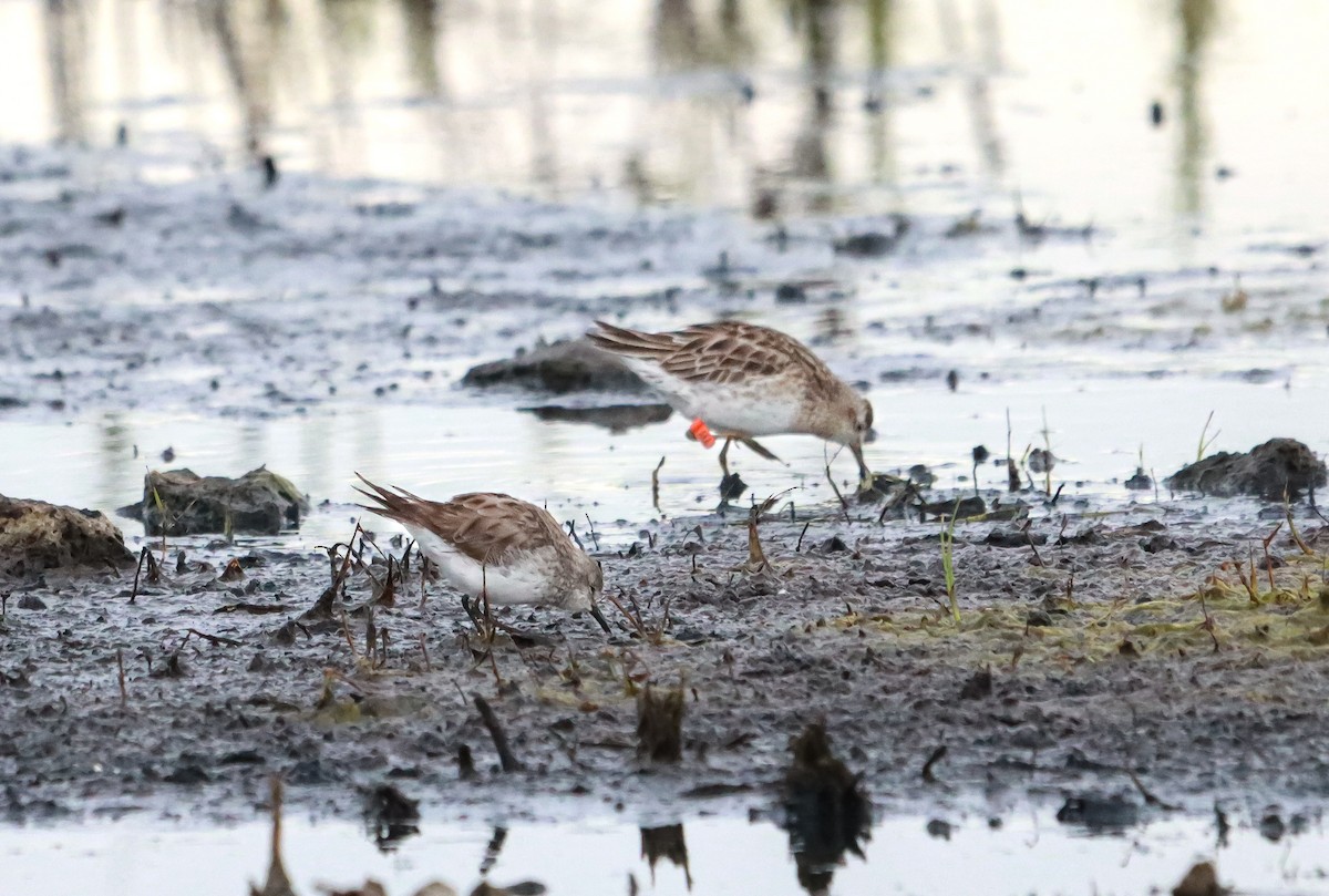 White-rumped Sandpiper - ML627846971