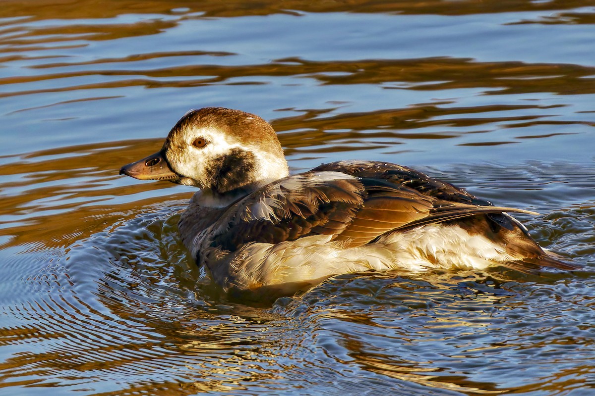 長尾鴨 - ML627846989