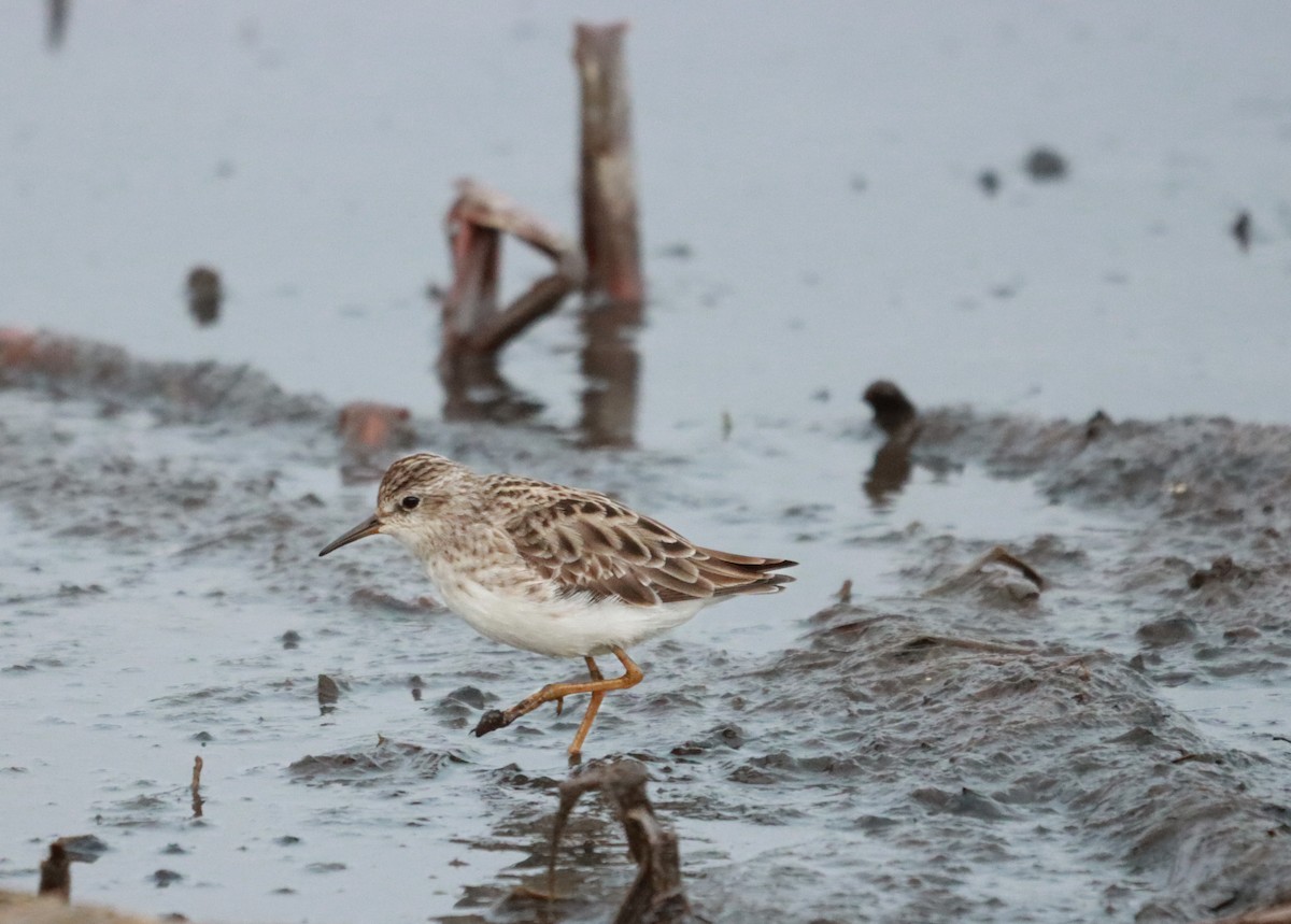 Long-toed Stint - ML627846992