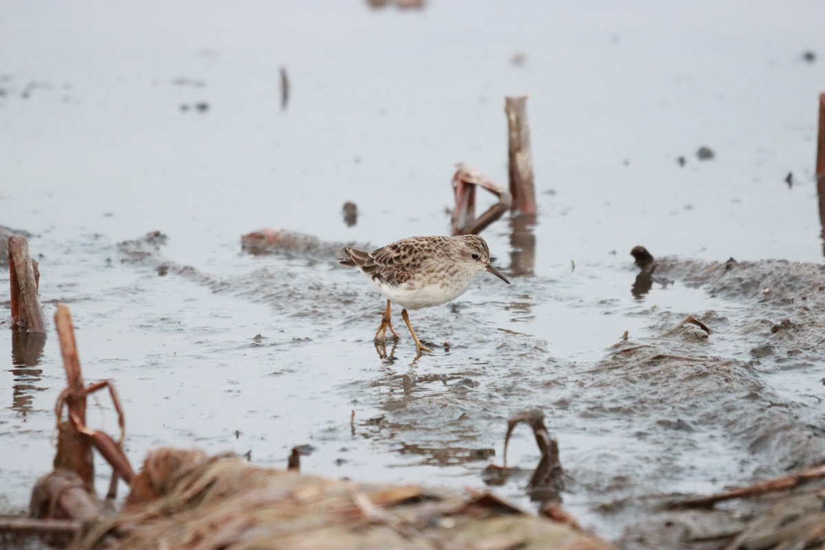 Long-toed Stint - ML627846995