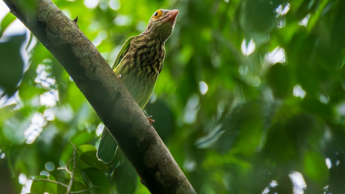 Lineated Barbet - ML627847006
