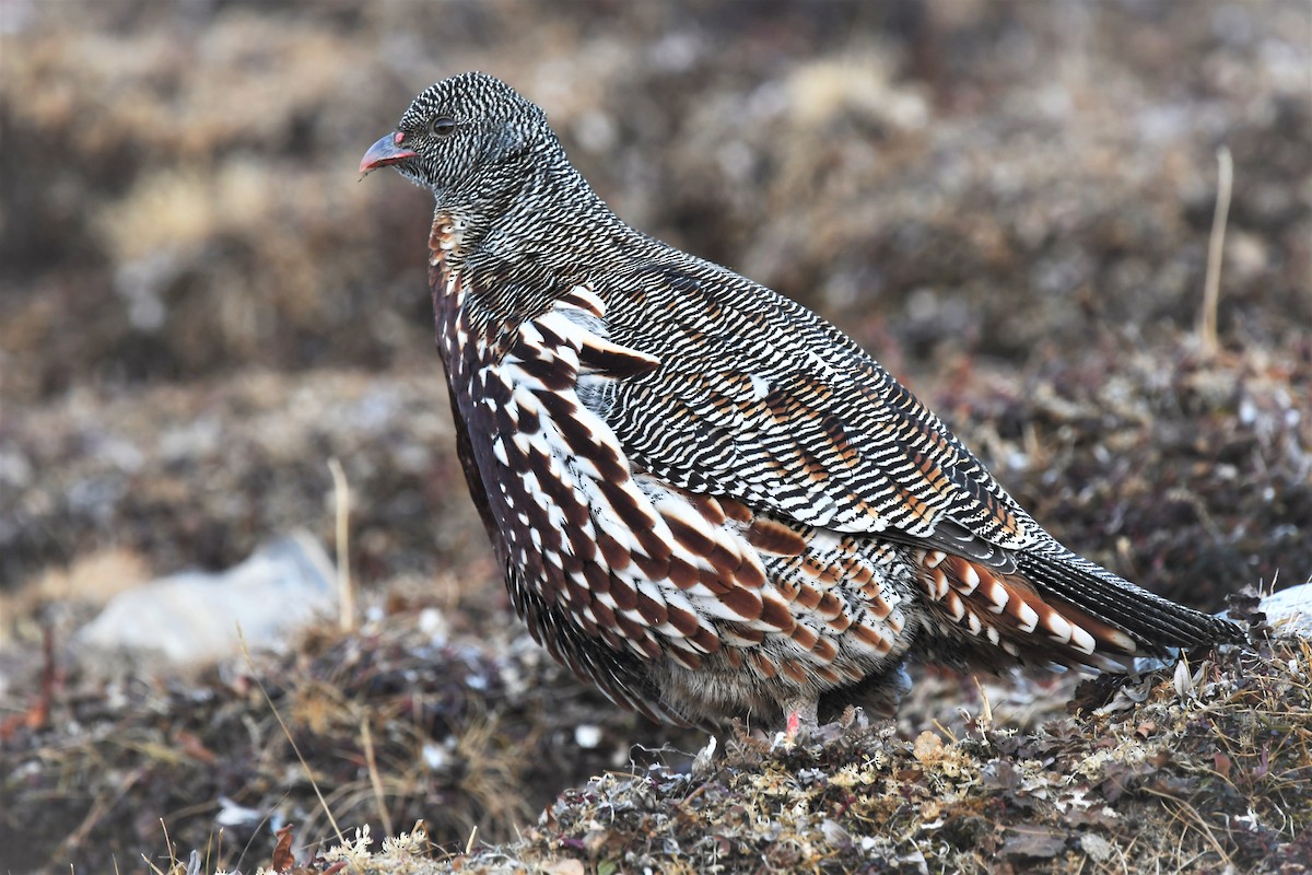 Snow Partridge - ML627847069