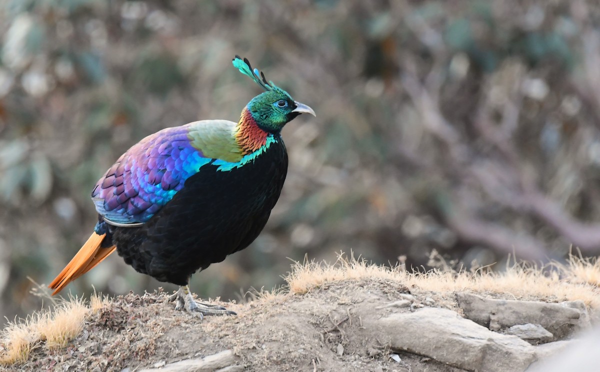 Himalayan Monal - ML627847078