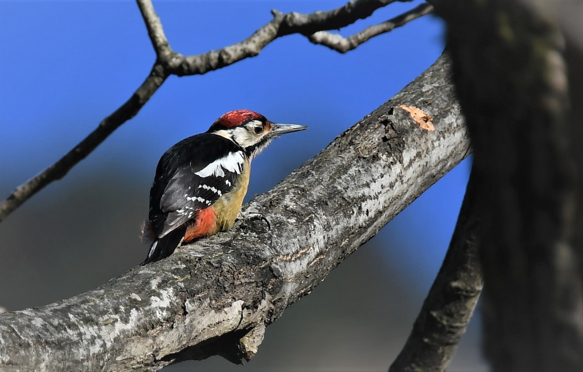 Himalayan Woodpecker - ML627847097