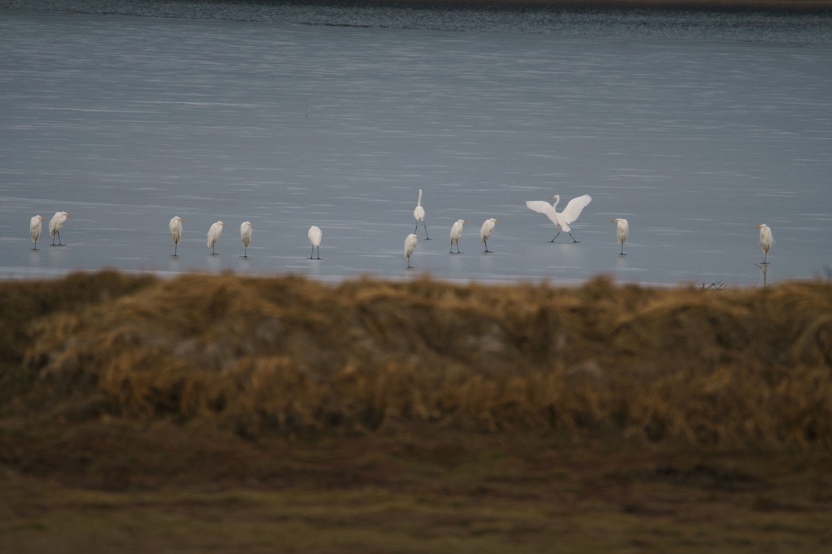 Great Egret - ML627847110