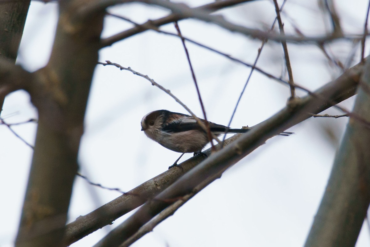 Long-tailed Tit - ML627847113