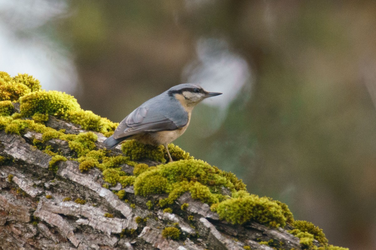 Eurasian Nuthatch - ML627847114