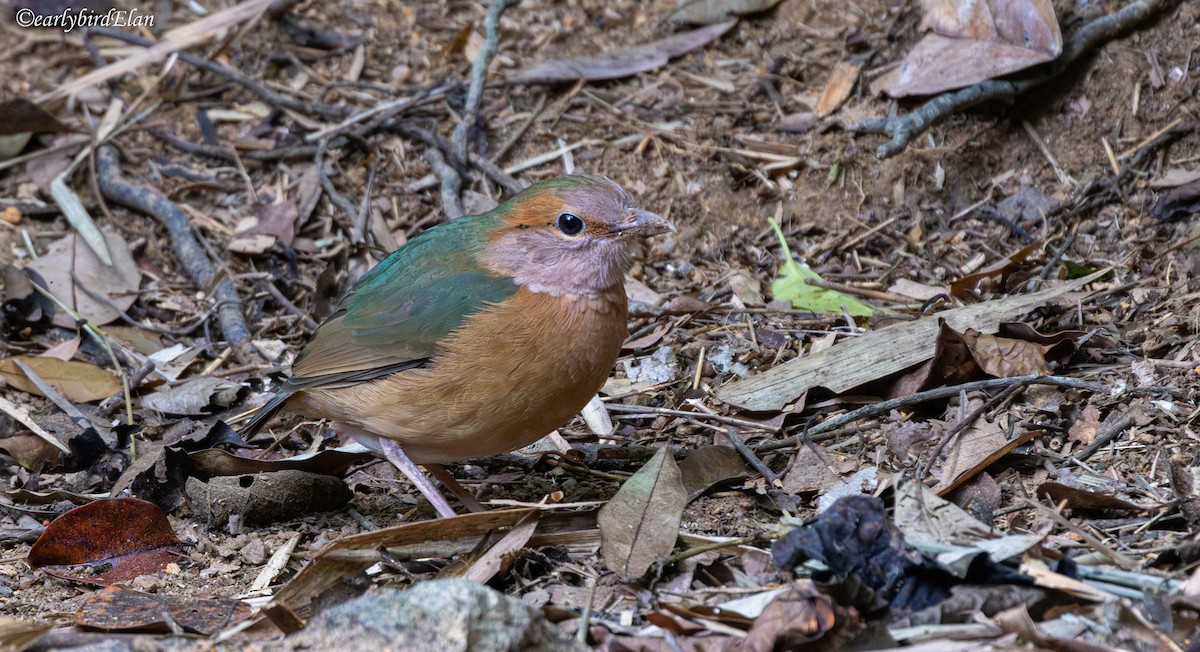 Blue-rumped Pitta - ML627847130