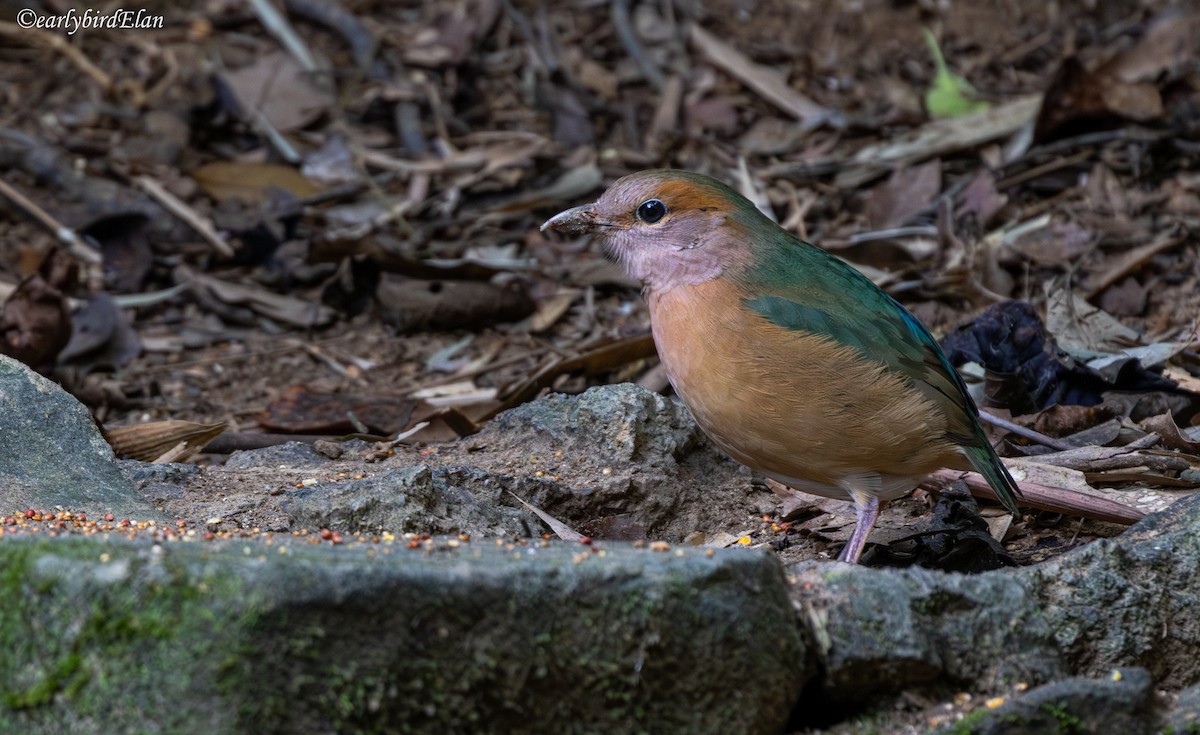 Blue-rumped Pitta - ML627847131