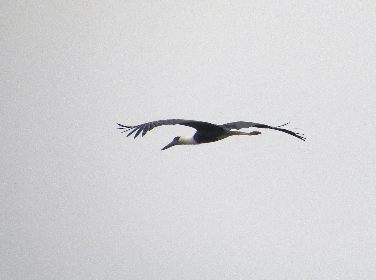 Asian Woolly-necked Stork - ML627847170