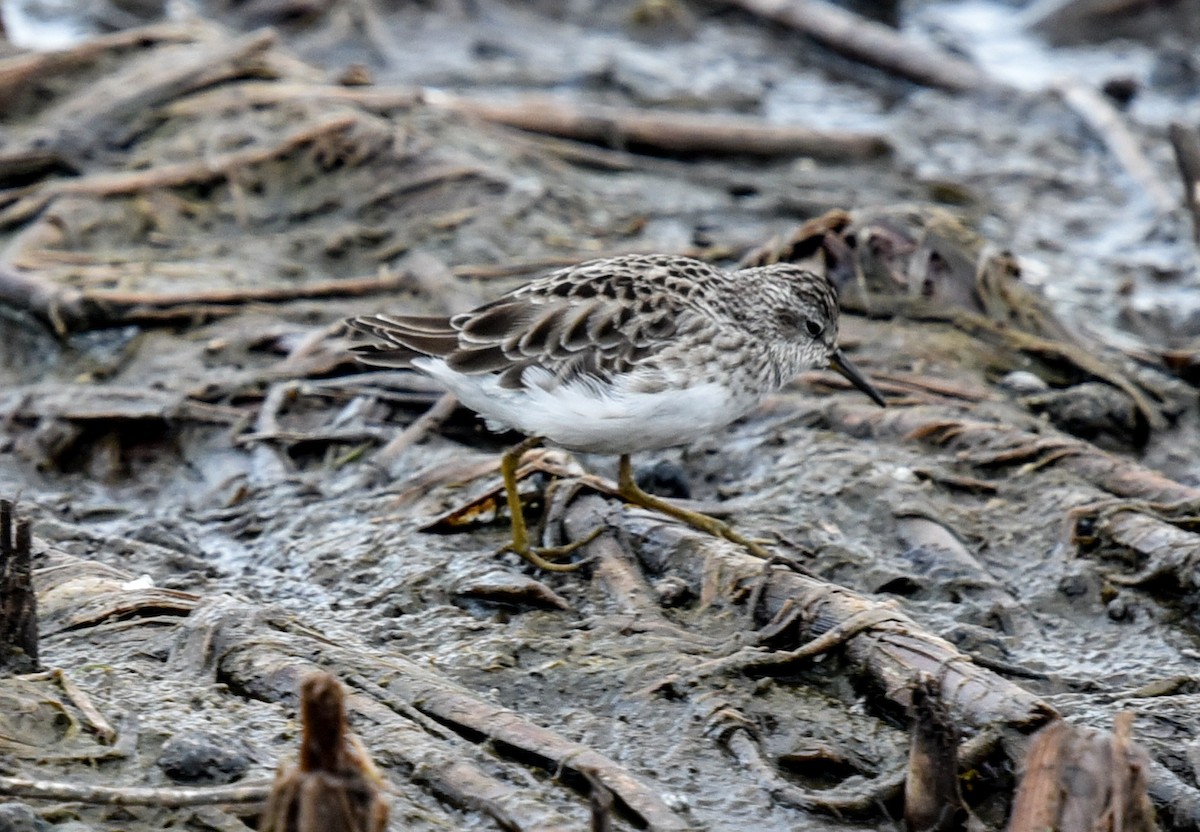 Long-toed Stint - ML627847236