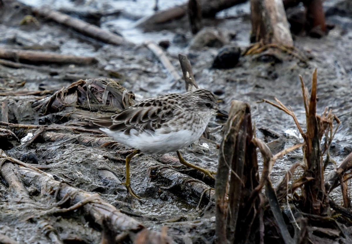 Long-toed Stint - ML627847237