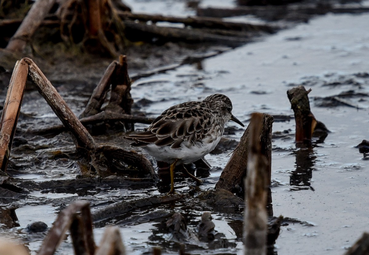 Long-toed Stint - ML627847238