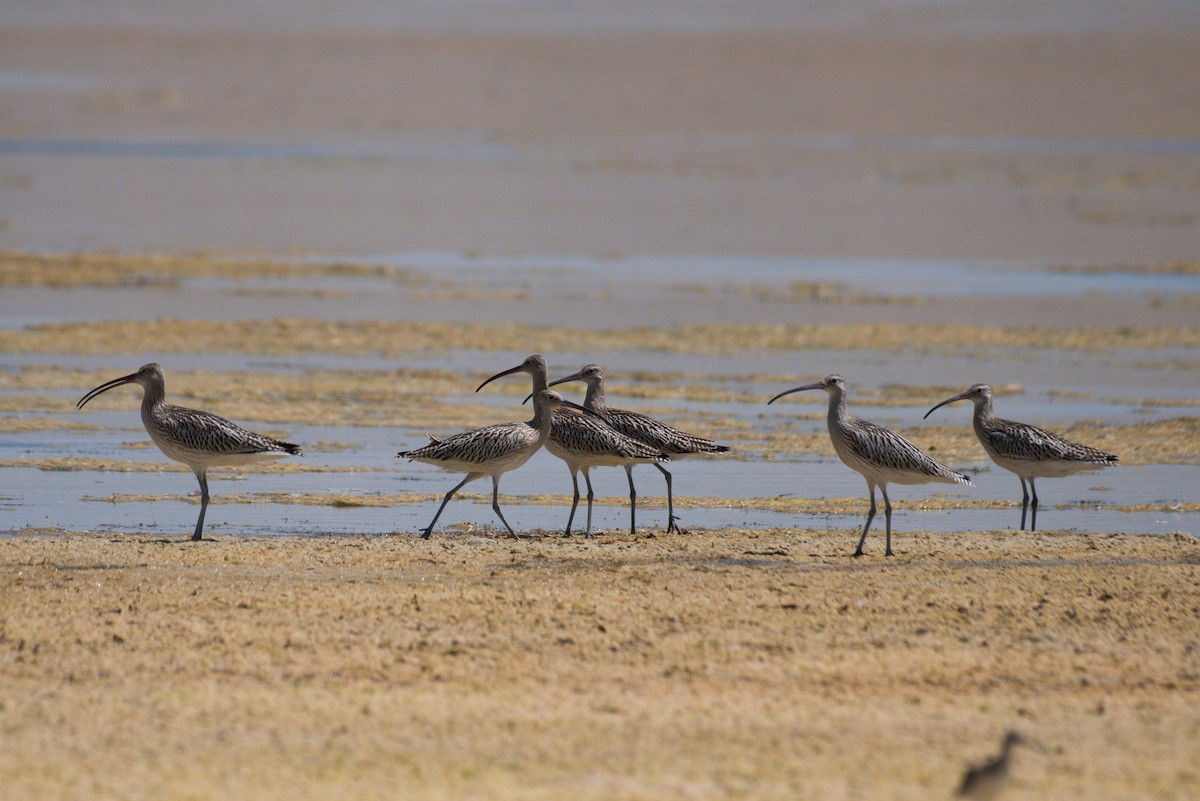 Eurasian Curlew - ML627847489