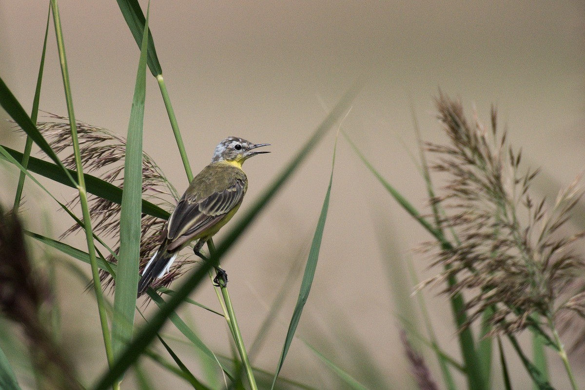 Western Yellow Wagtail - ML627847508