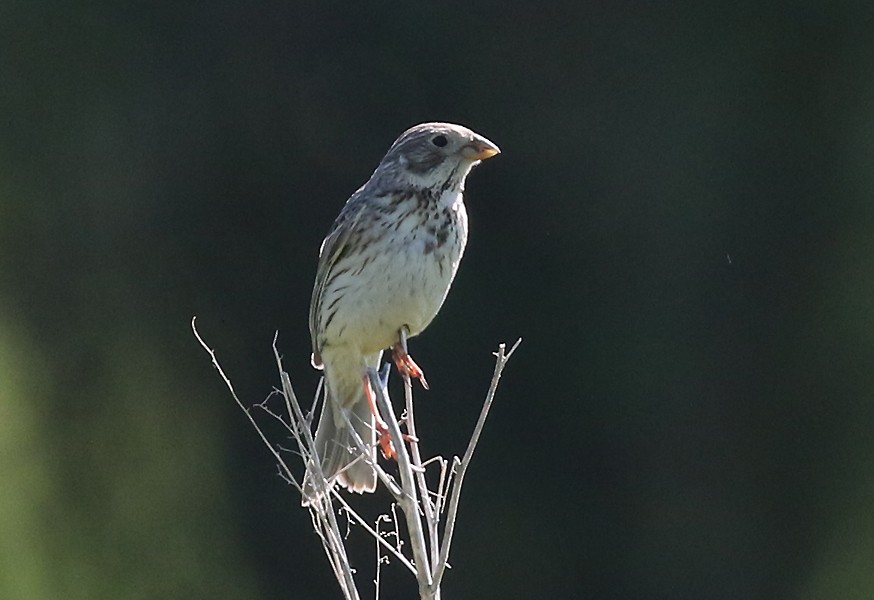 Corn Bunting - ML627847541