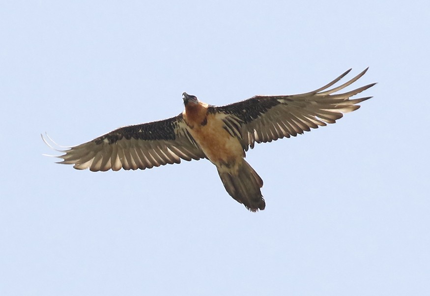 Bearded Vulture - ML627847547