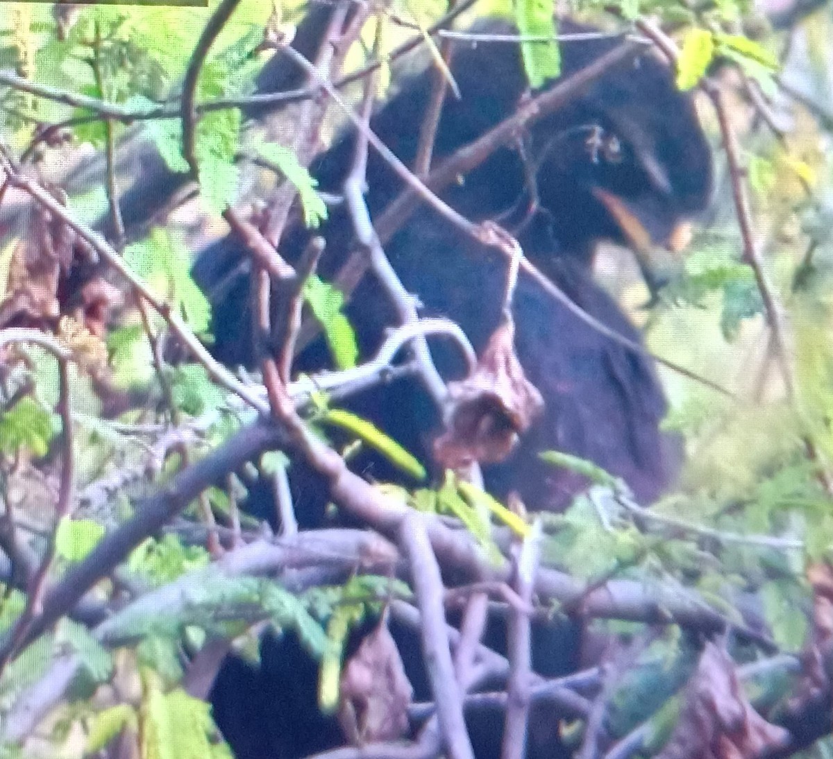 orel indomalajský - ML627847600