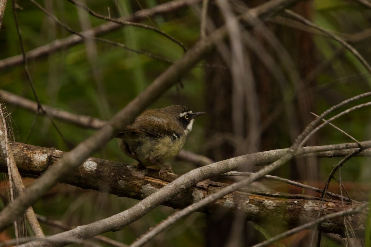 White-browed Scrubwren (Buff-breasted) - ML627847697