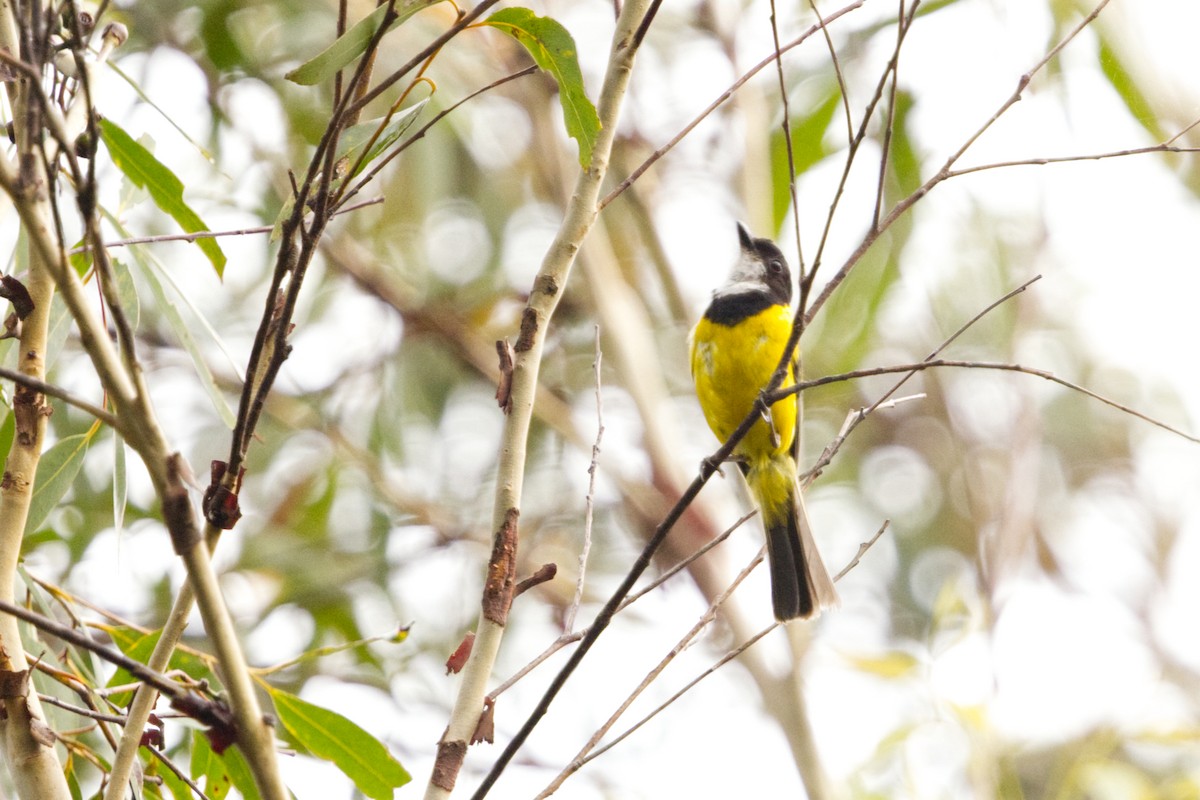 Golden Whistler (Eastern) - ML627847703