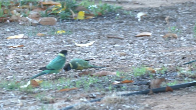 コダイマキエインコ（zonarius） - ML627847731