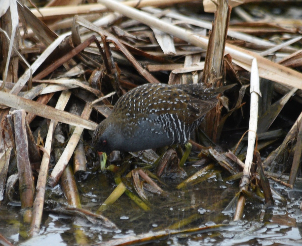 Australian Crake - ML627847753