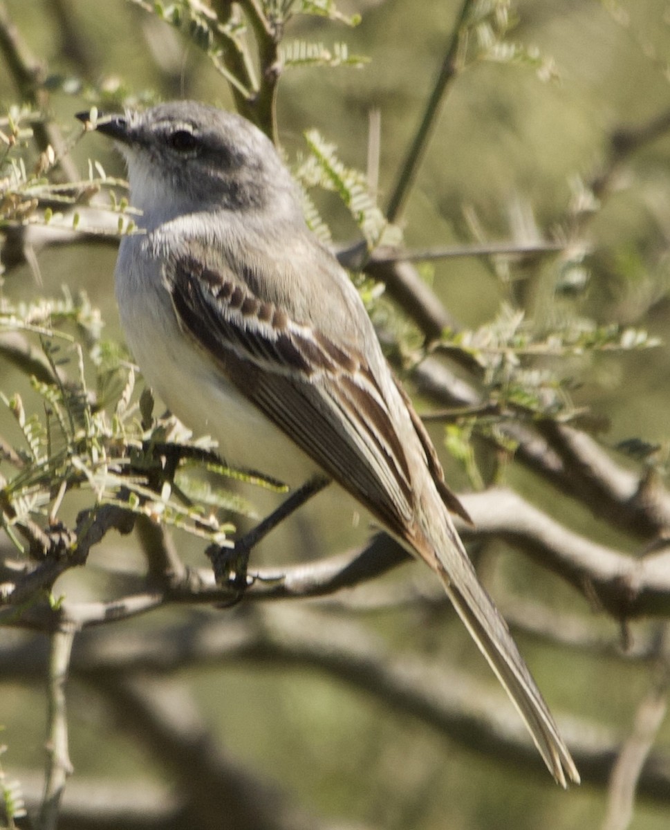 Suiriri Flycatcher - ML627847775