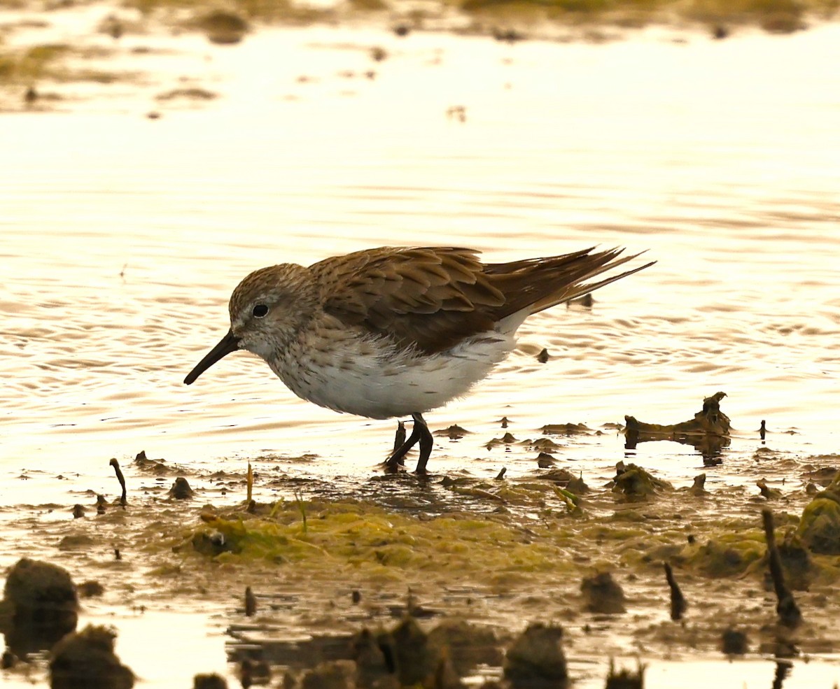 White-rumped Sandpiper - ML627847794