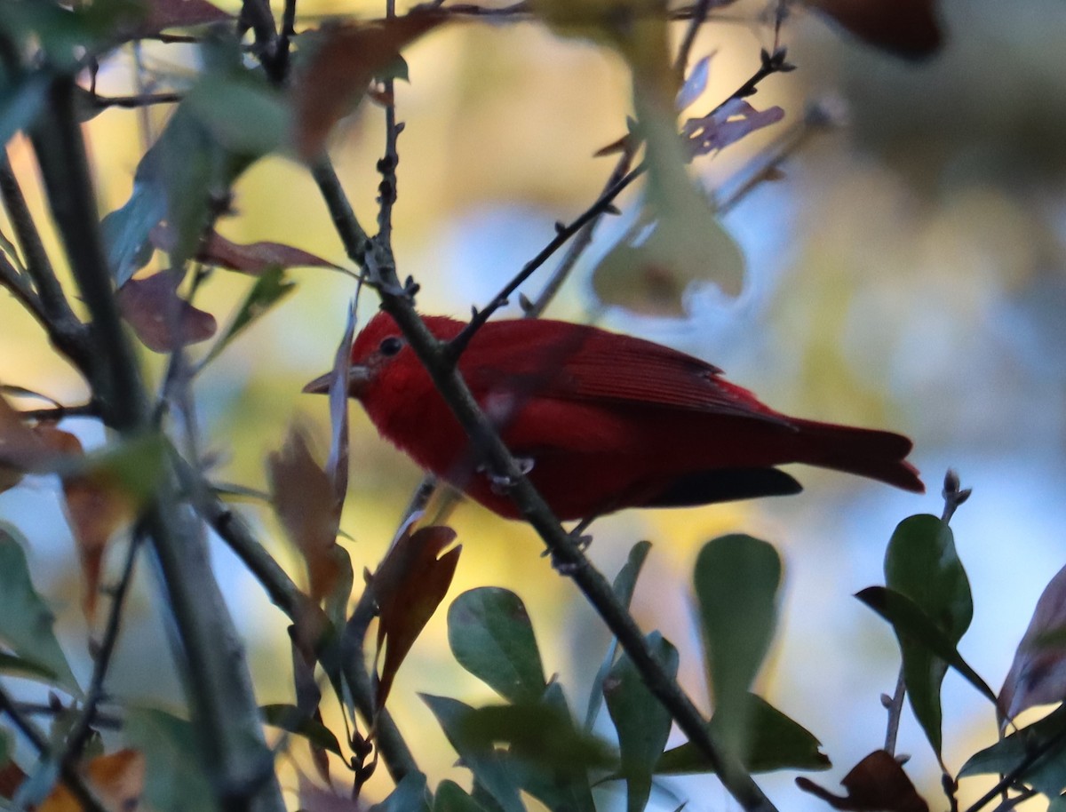 Summer Tanager - ML627847825