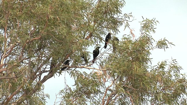Torresian Crow - ML627847855