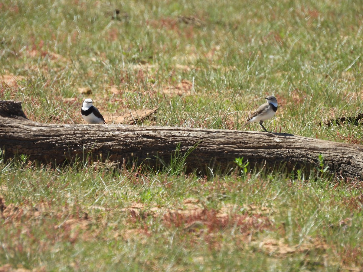 White-fronted Chat - ML627847886