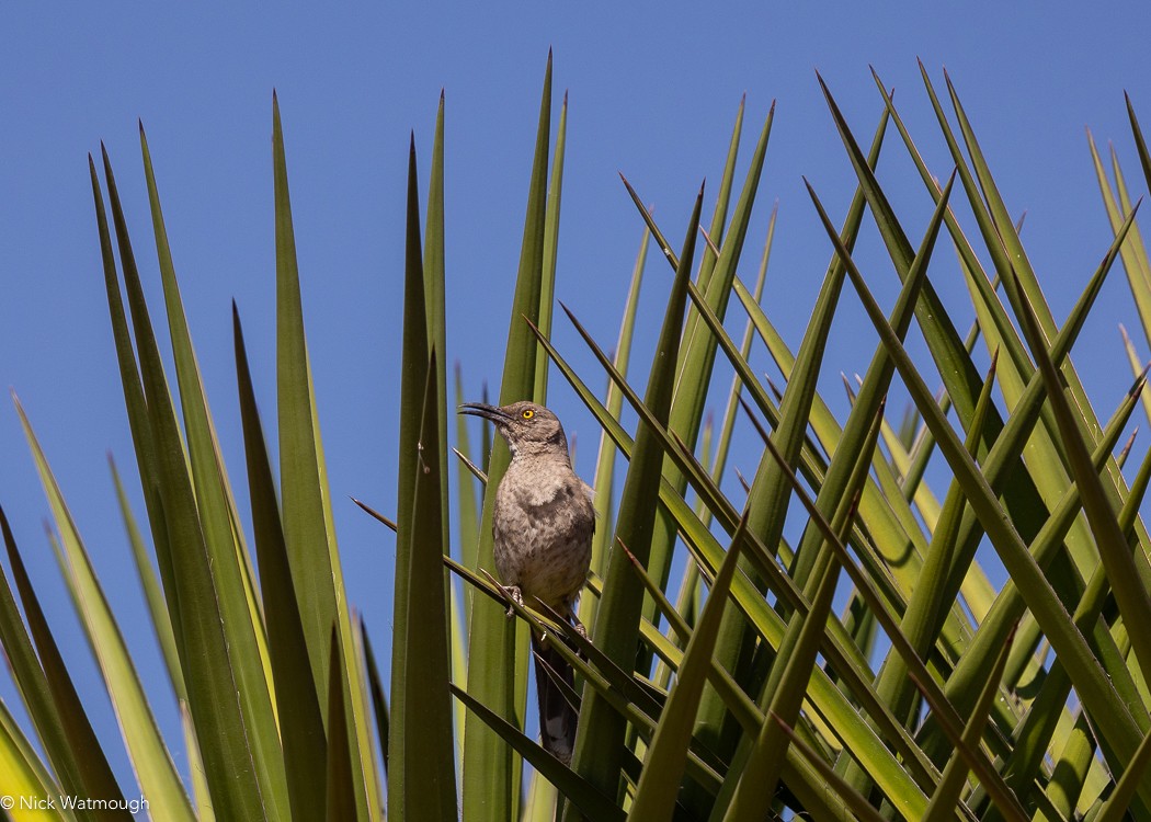 Curve-billed Thrasher (curvirostre Group) - ML627847903