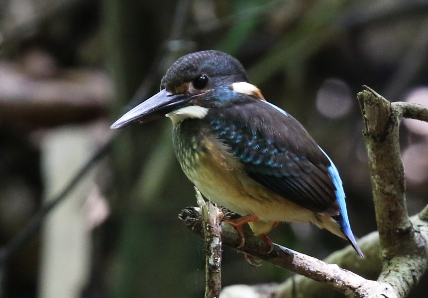Malaysian Blue-banded Kingfisher - ML627847976