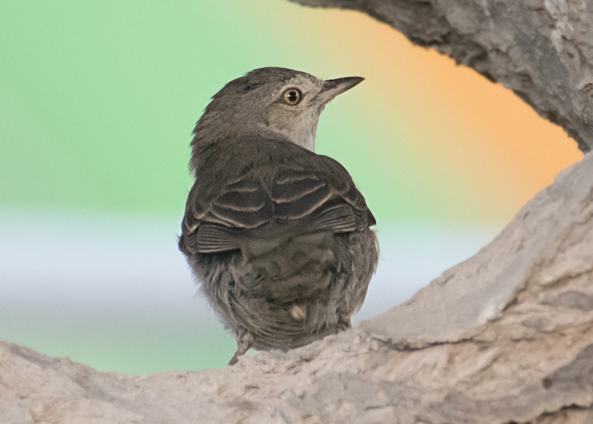 Barred Warbler - ML627848013