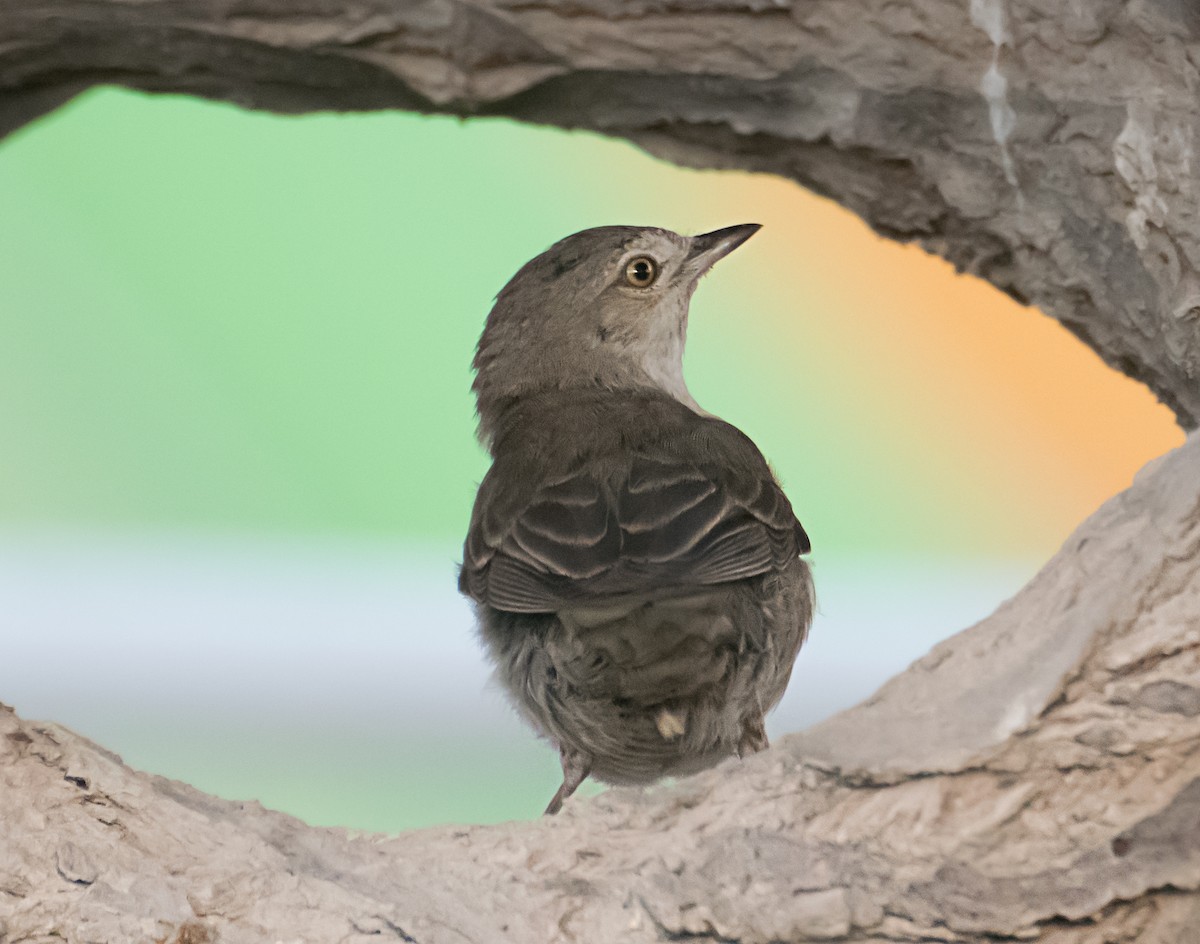 Barred Warbler - ML627848014