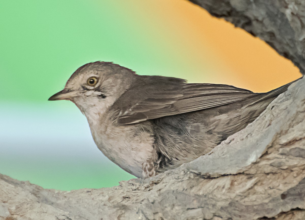 Barred Warbler - ML627848015